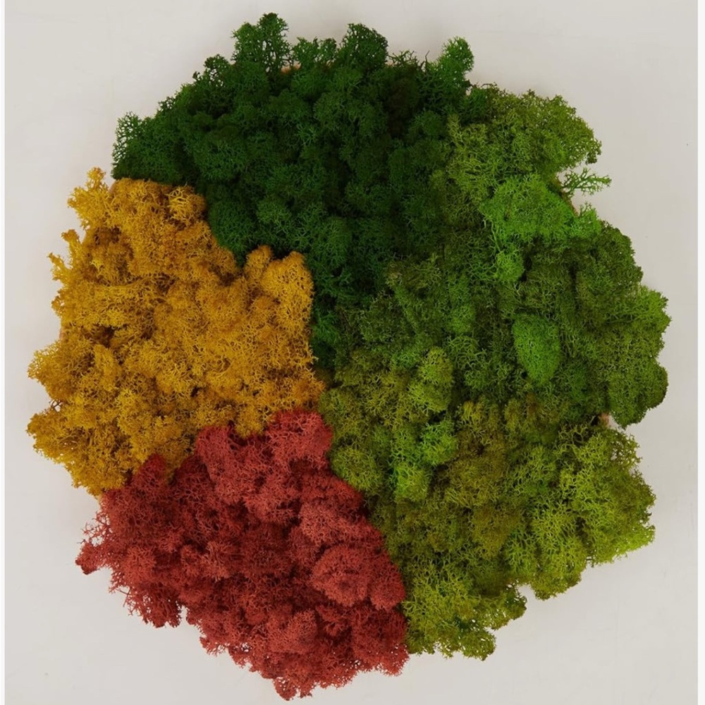 Colorful Decorative Moss Set